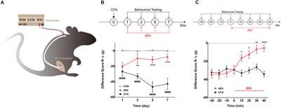 Electroacupuncture and Moxibustion-Like Stimulation Relieves Inflammatory Muscle Pain by Activating Local Distinct Layer Somatosensory Afferent Fibers